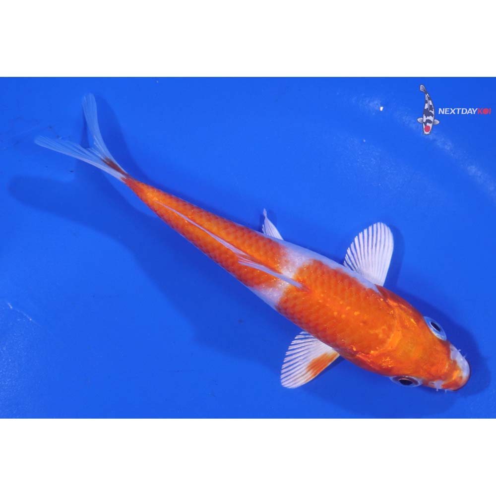 4.5” Imported Hariwake
