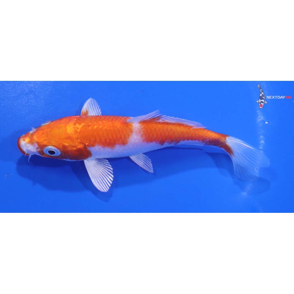 4.5” Imported Hariwake