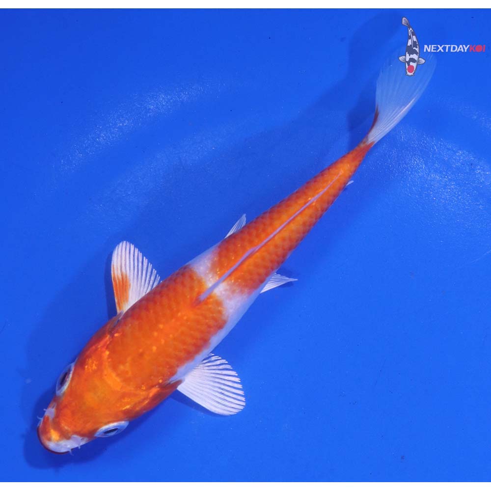 4.5” Imported Hariwake