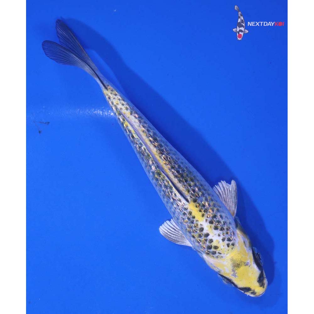5” Imported Gin Rin Kujaku