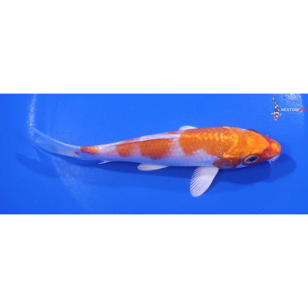 5” Imported Hariwake