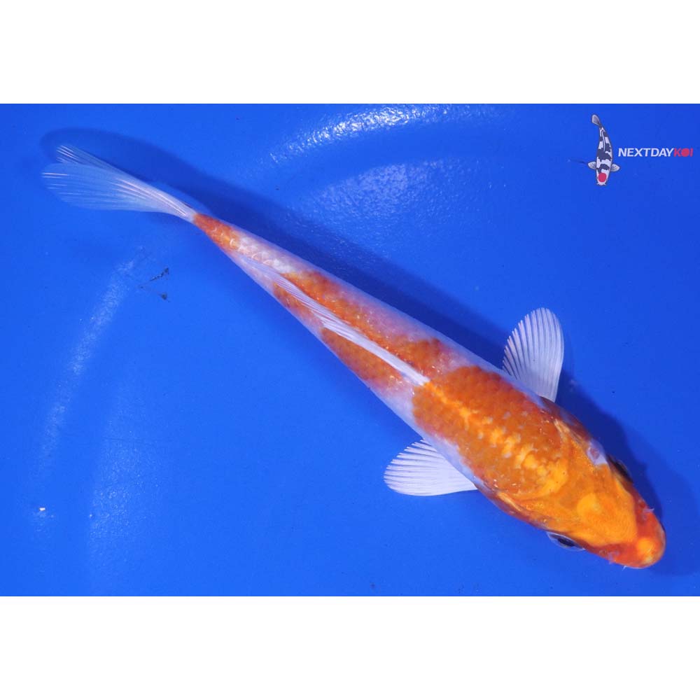 5” Imported Hariwake