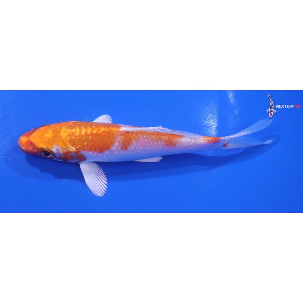 5” Imported Hariwake