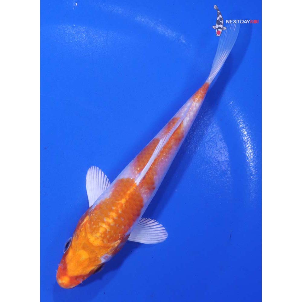 5” Imported Hariwake
