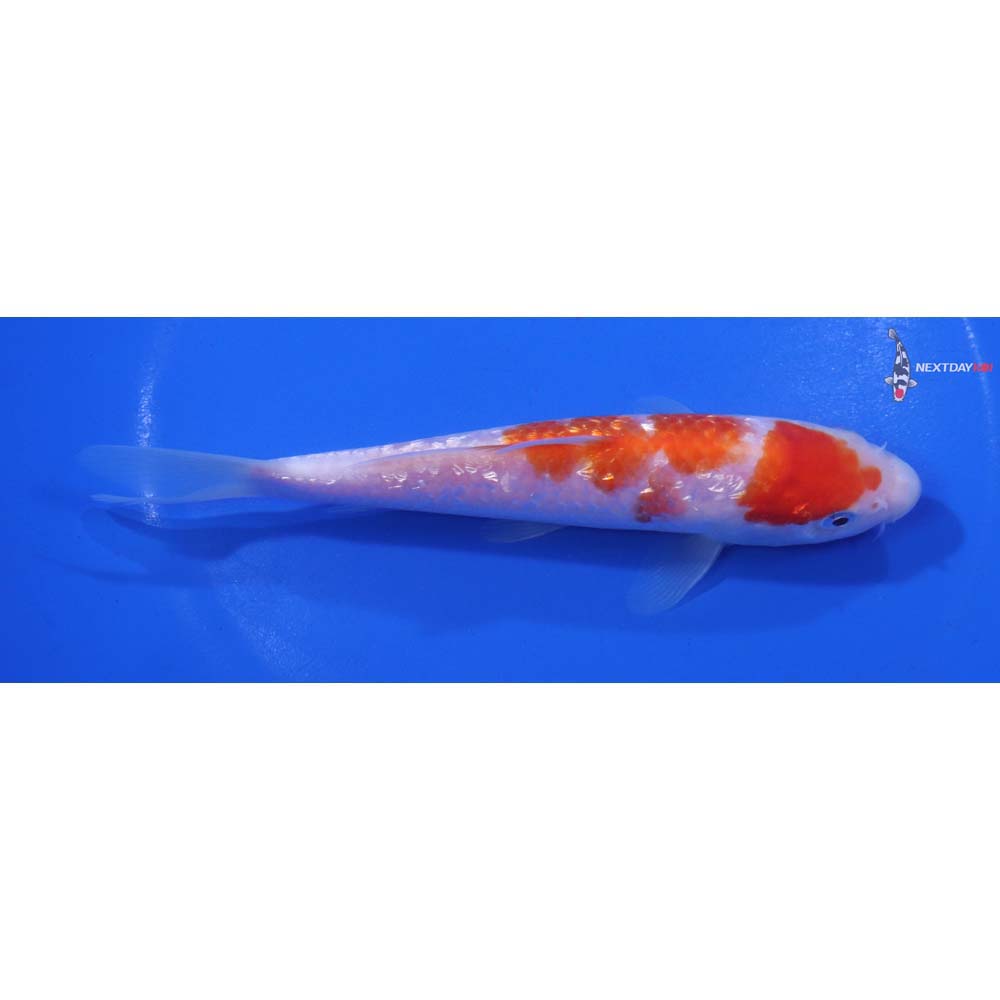 5.5” Imported Gin Rin Kohaku