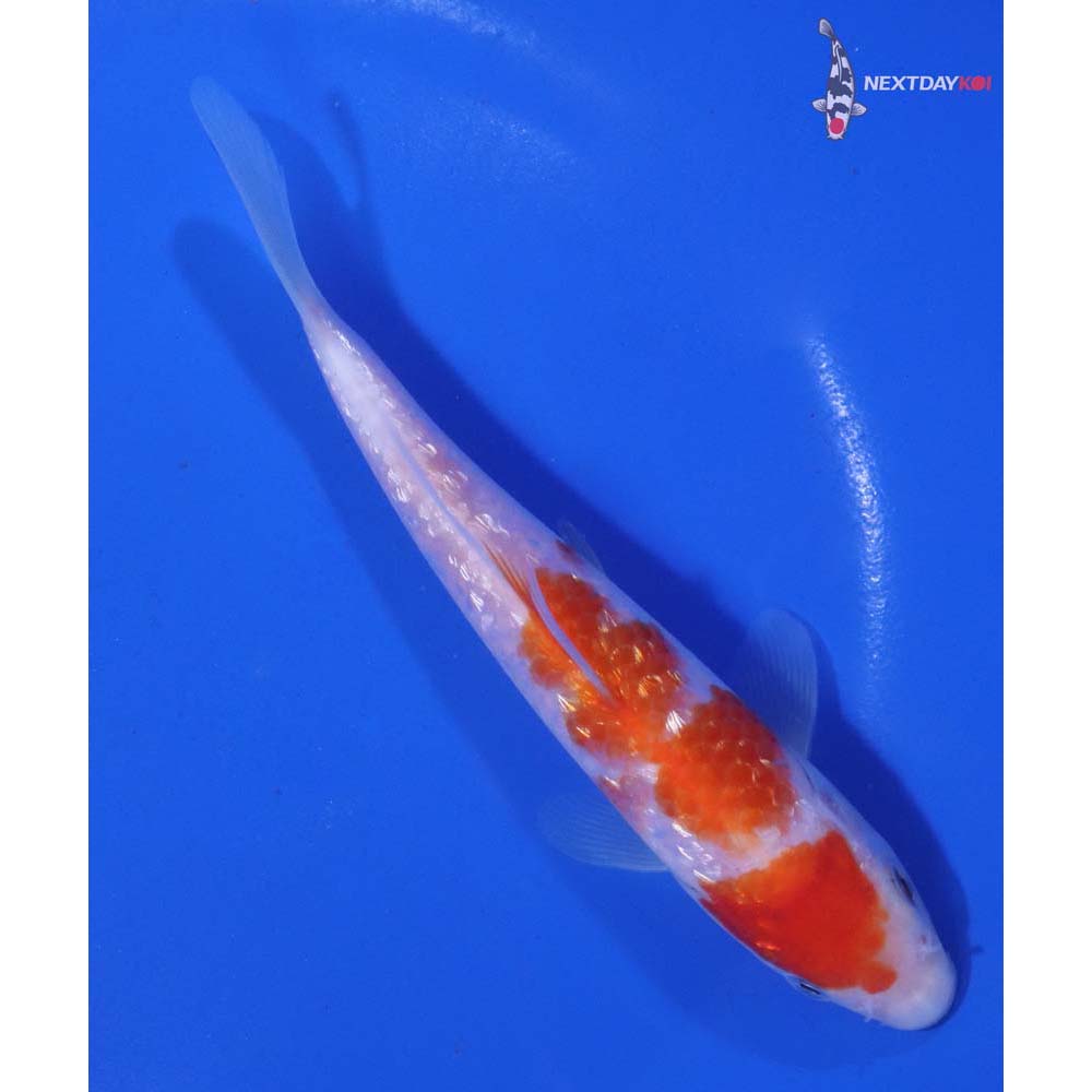 5.5” Imported Gin Rin Kohaku