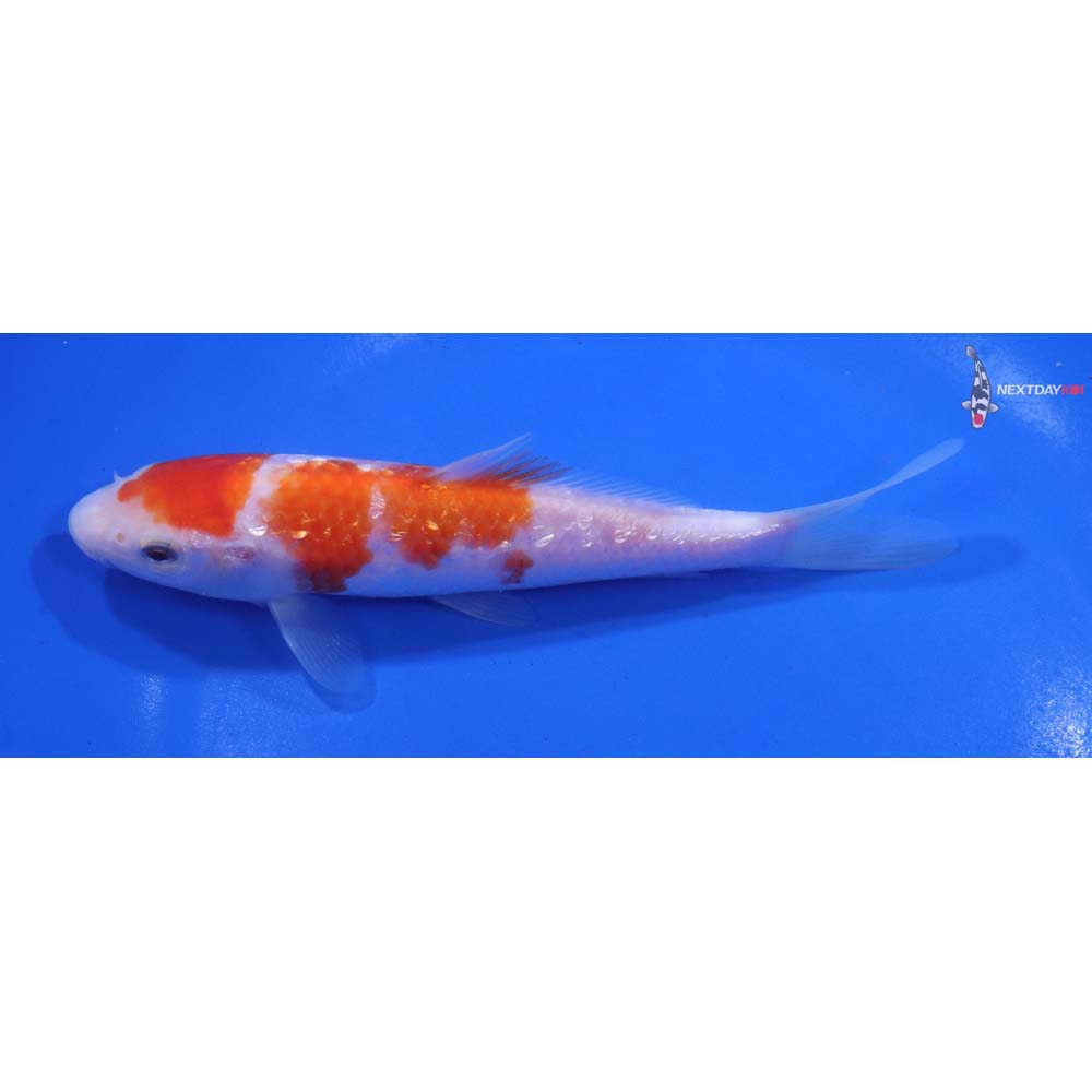 5.5” Imported Gin Rin Kohaku