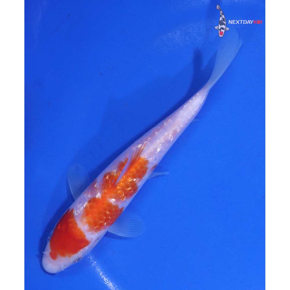 5.5” Imported Gin Rin Kohaku