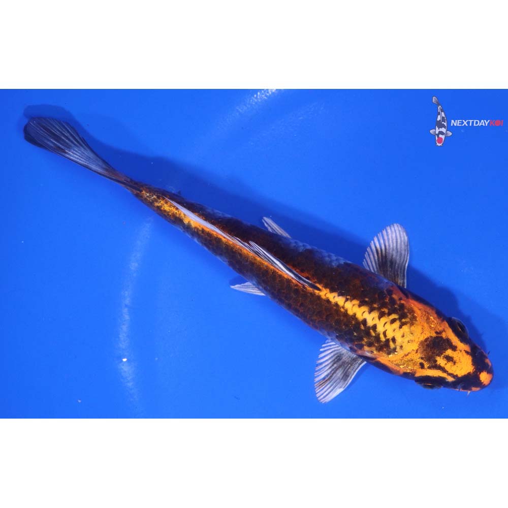 6” Imported Kujaku