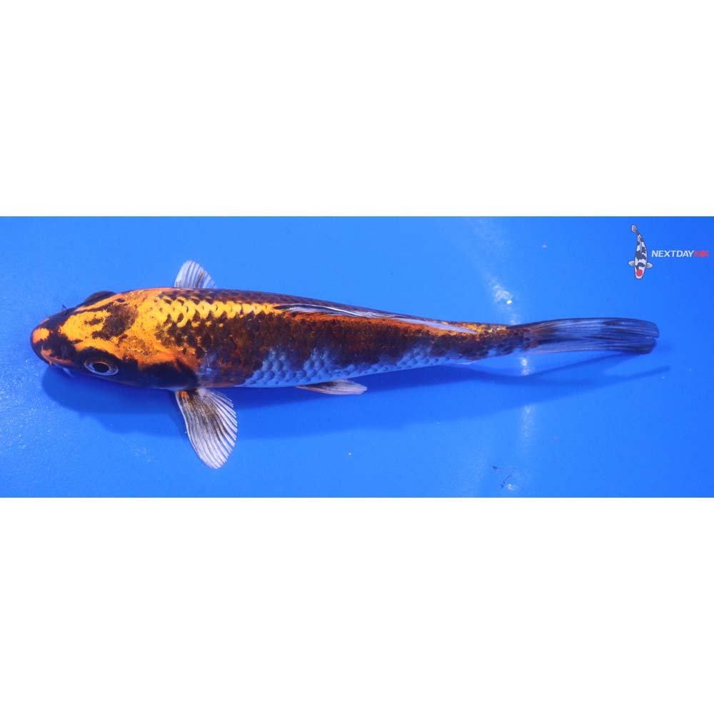 6” Imported Kujaku