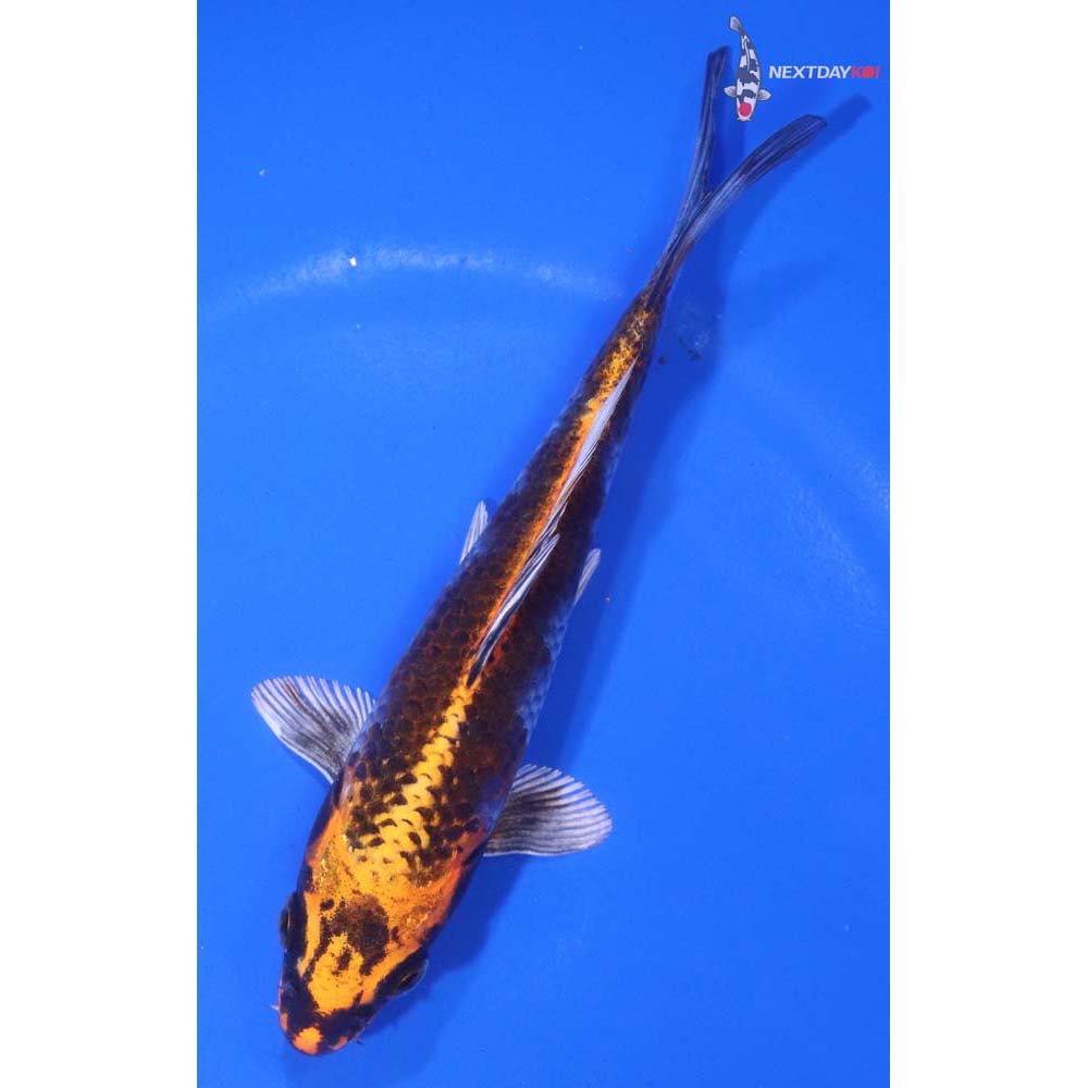 6” Imported Kujaku