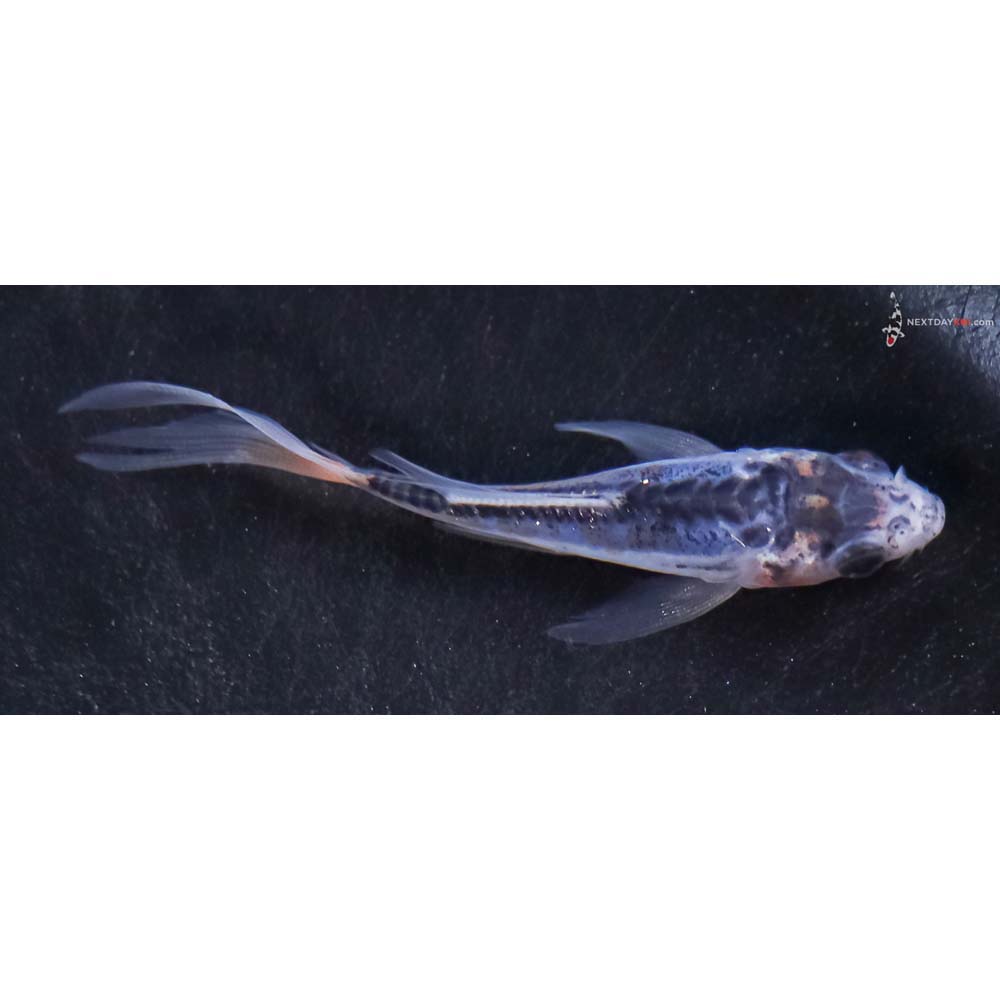 3” Imported Shusui Butterfly Koi