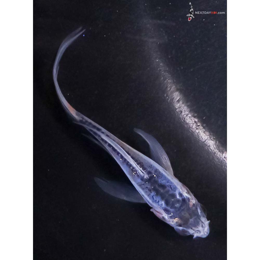 3” Imported Shusui Butterfly Koi