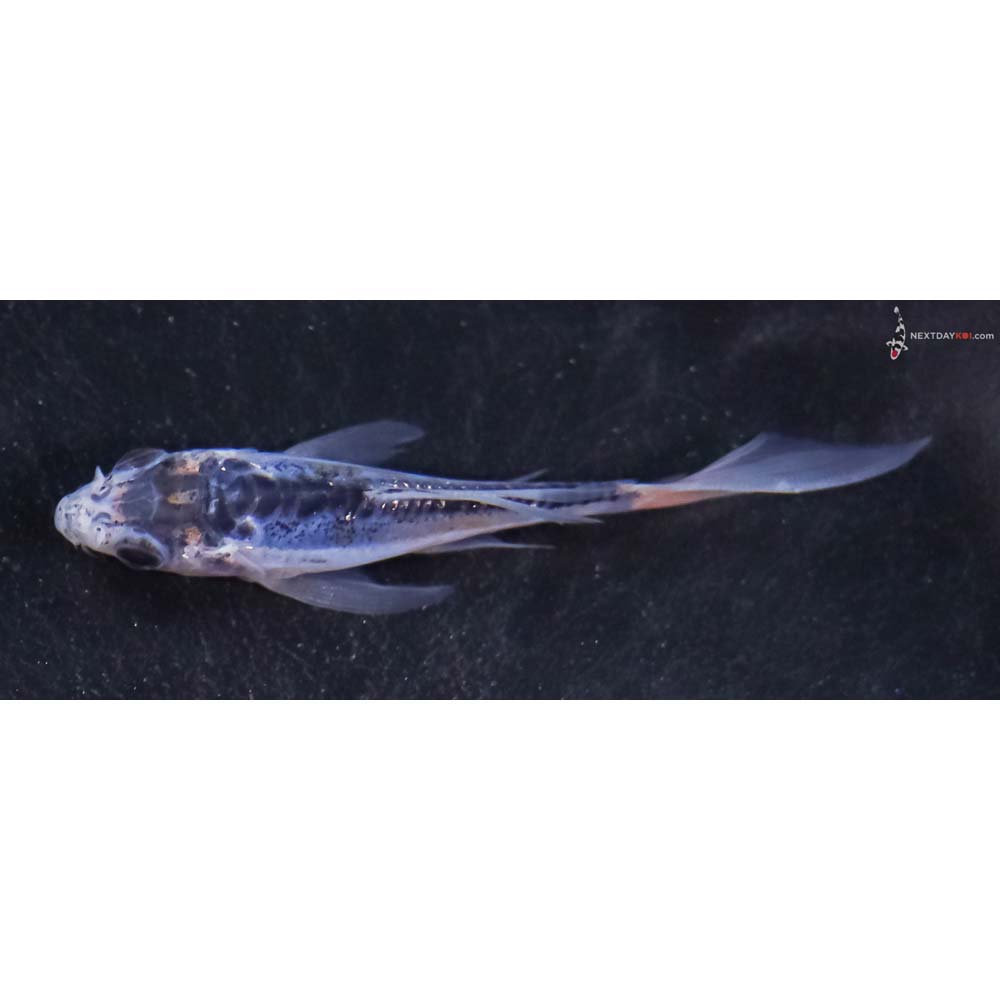 3” Imported Shusui Butterfly Koi
