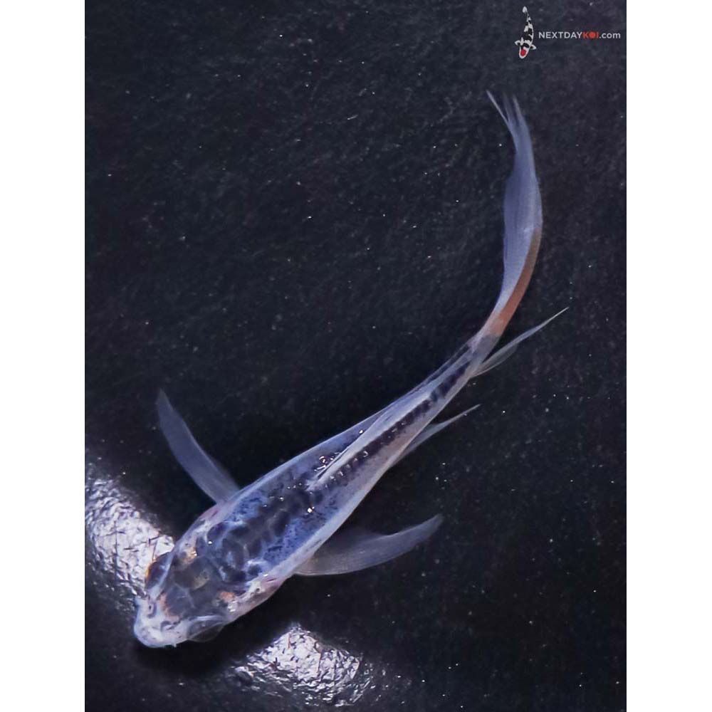 3” Imported Shusui Butterfly Koi
