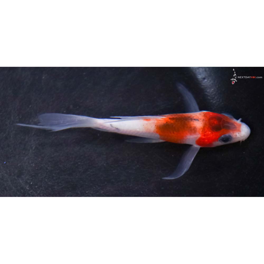3” Imported Goromo Butterfly Koi
