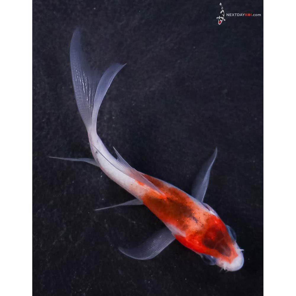 3” Imported Goromo Butterfly Koi