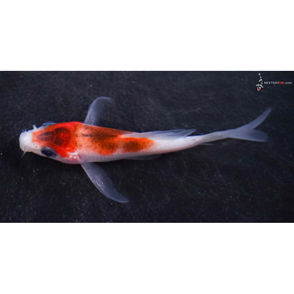 3” Imported Goromo Butterfly Koi