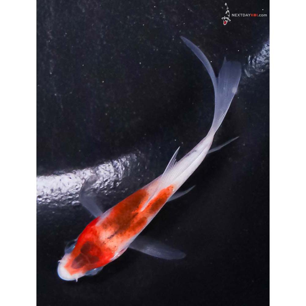 3” Imported Goromo Butterfly Koi