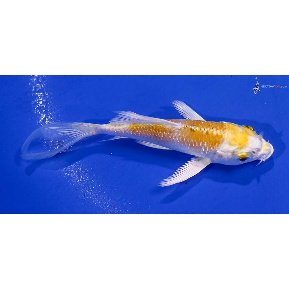 3” Imported Lemon Hariwake Butterfly Koi