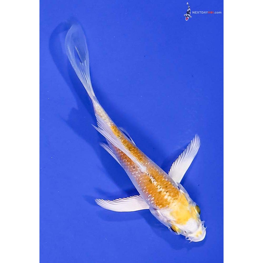 3” Imported Lemon Hariwake Butterfly Koi