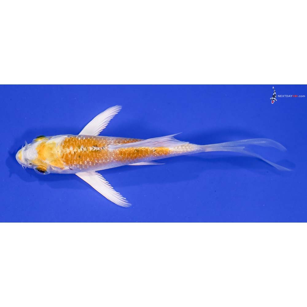 3” Imported Lemon Hariwake Butterfly Koi
