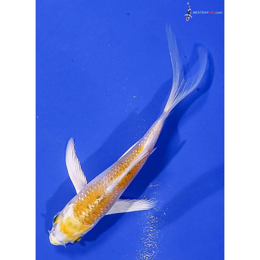 3” Imported Lemon Hariwake Butterfly Koi