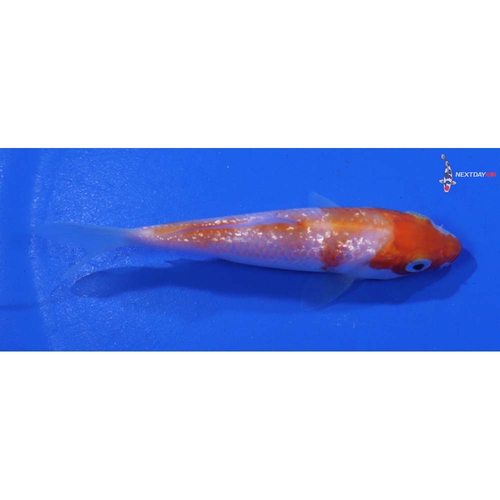 3” Imported Gin Rin Kohaku