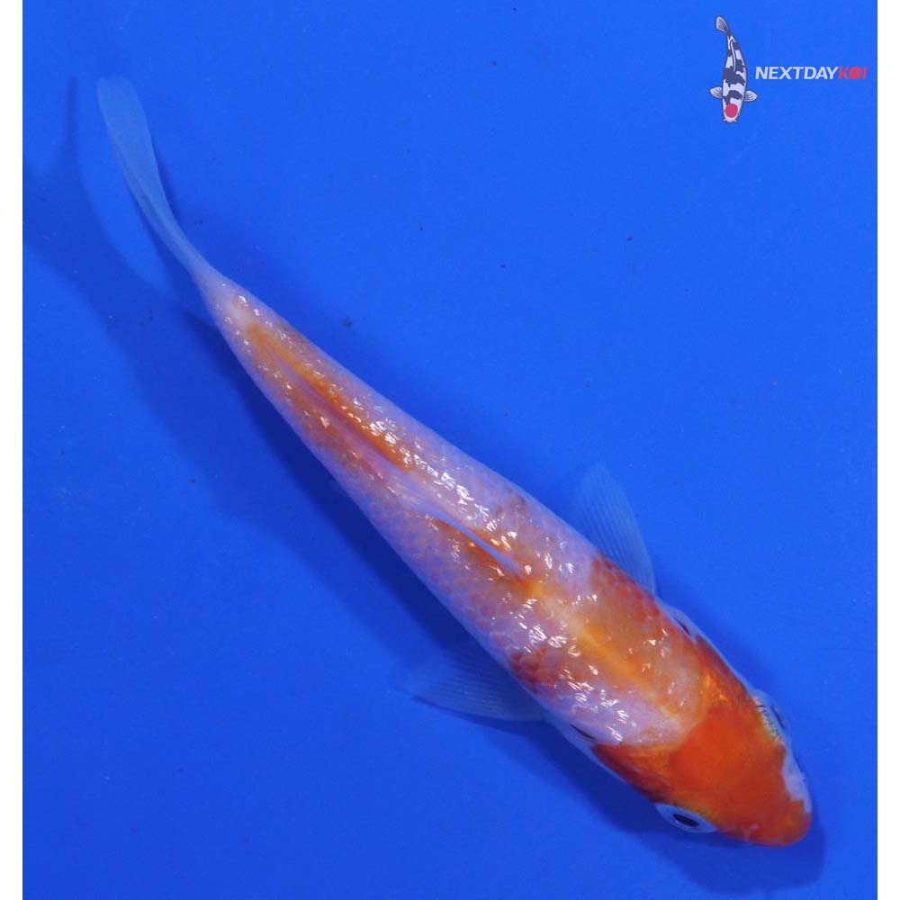 3” Imported Gin Rin Kohaku