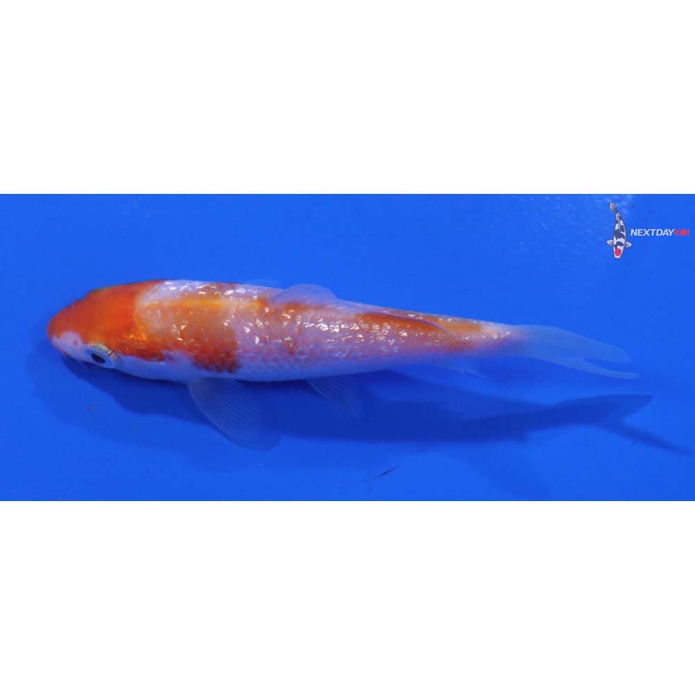 3” Imported Gin Rin Kohaku