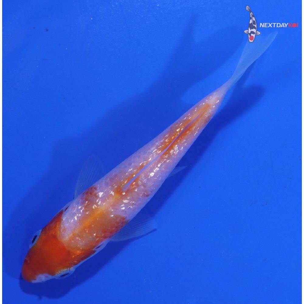 3” Imported Gin Rin Kohaku