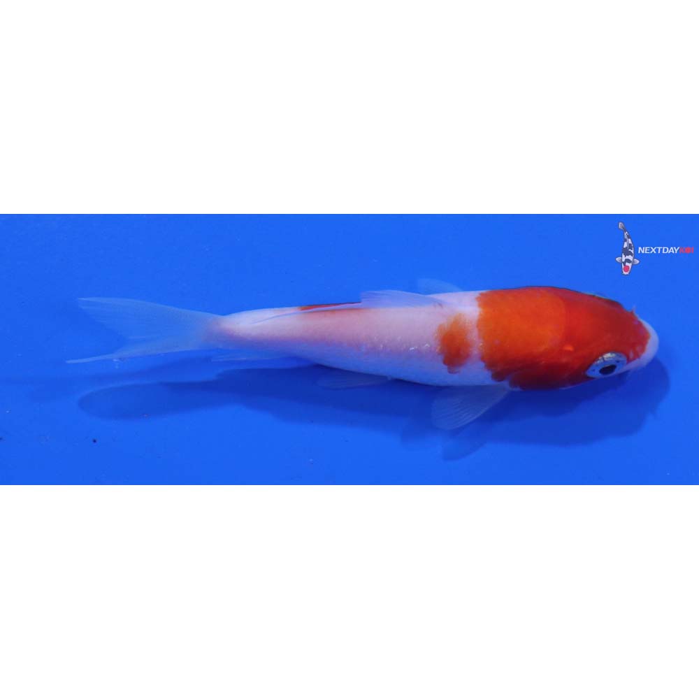 3” Imported Kohaku