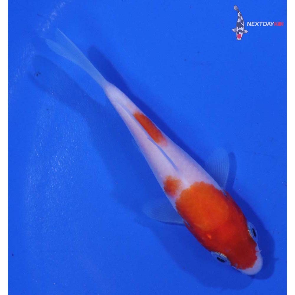 3” Imported Kohaku