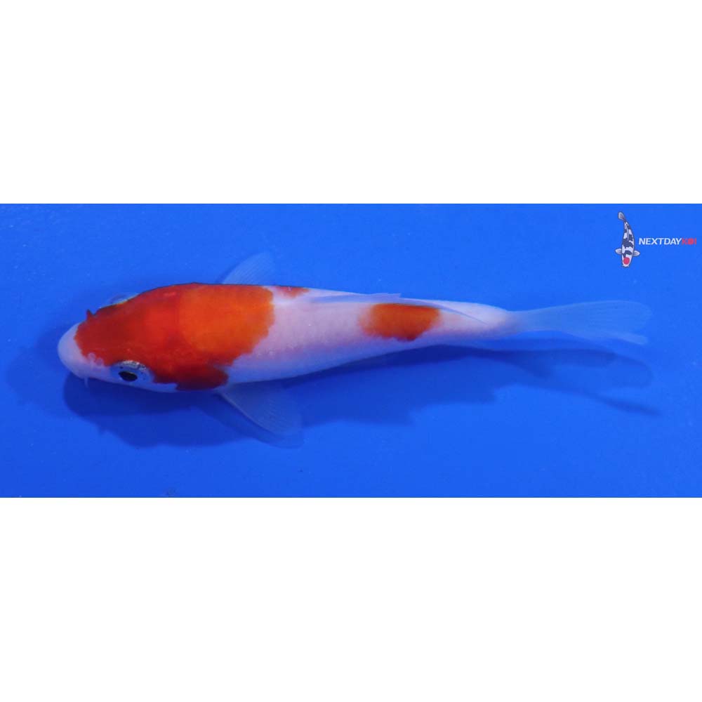 3” Imported Kohaku