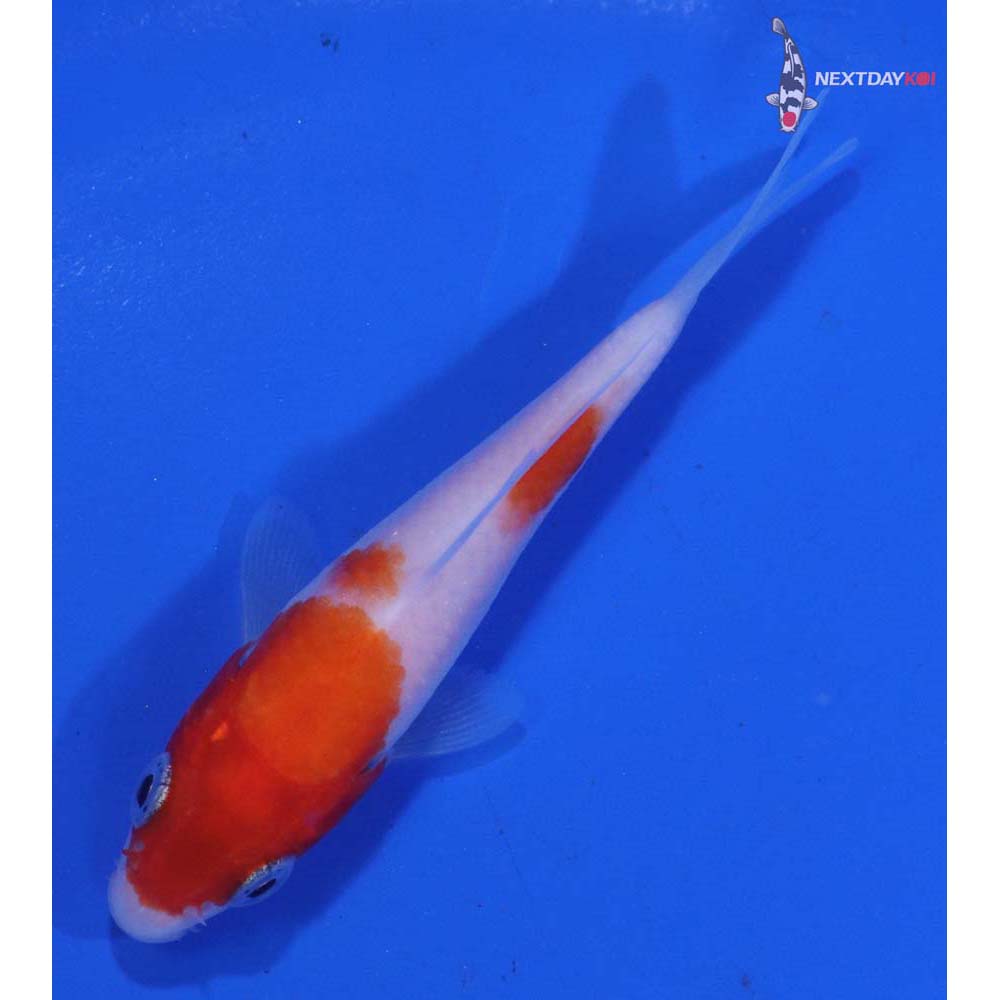 3” Imported Kohaku