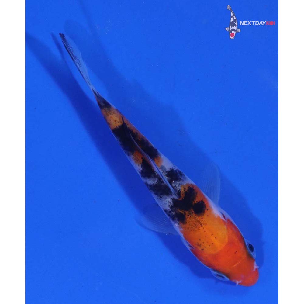 3” Imported Sanke