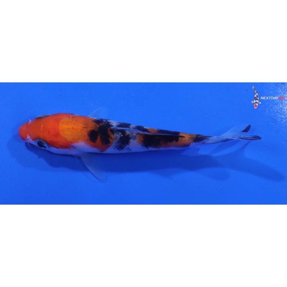 3” Imported Sanke