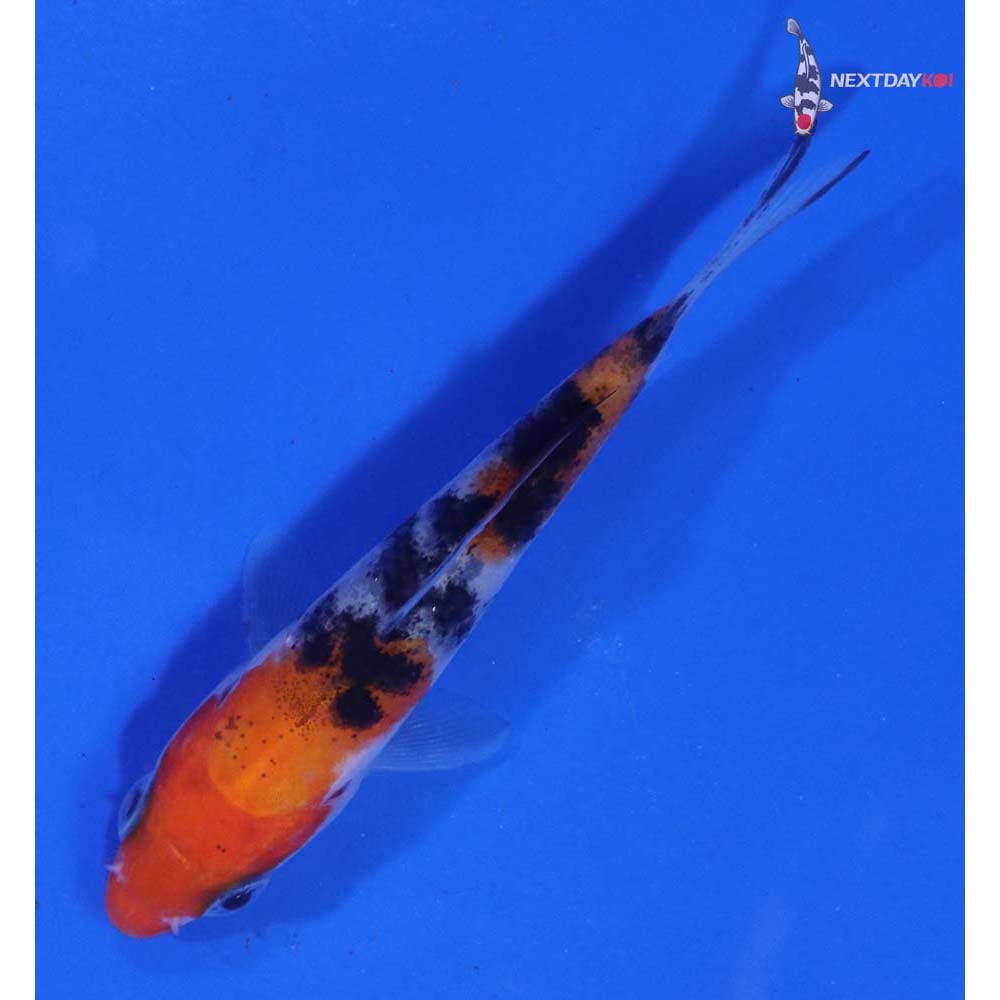 3” Imported Sanke