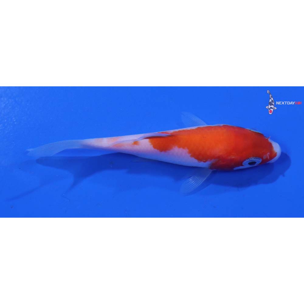 3” Imported Kohaku