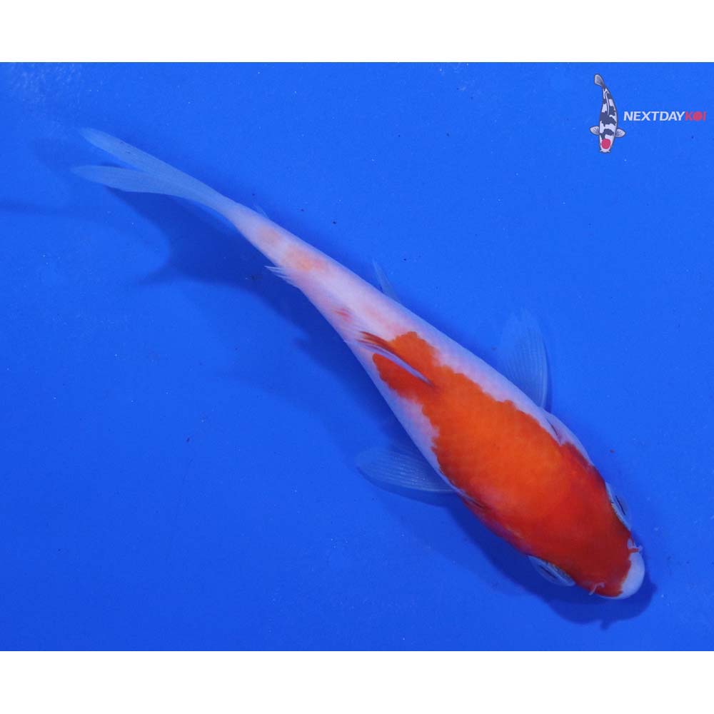 3” Imported Kohaku