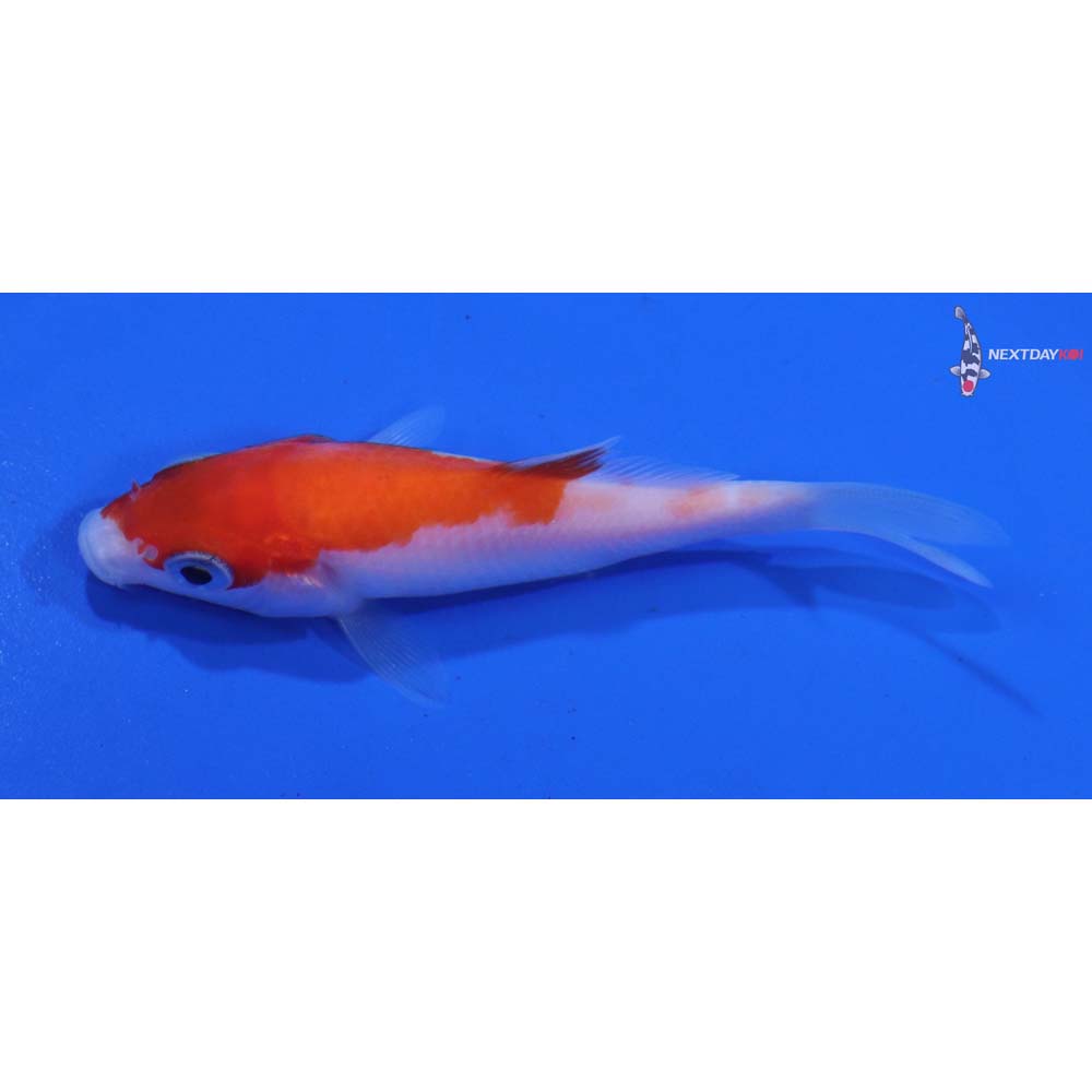 3” Imported Kohaku