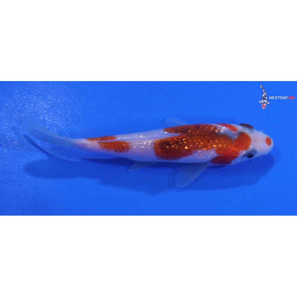 3.5” Imported Gin Rin Goromo