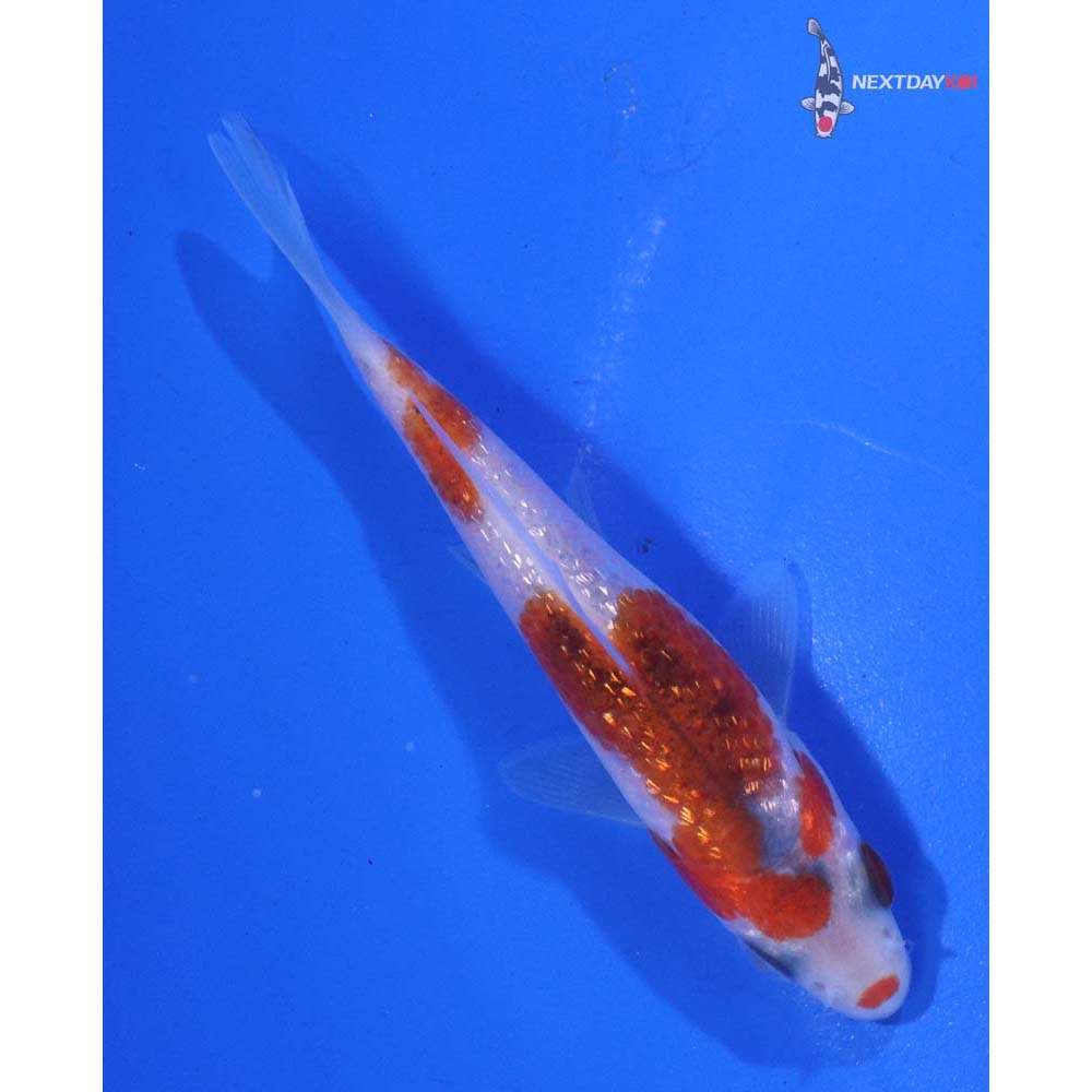 3.5” Imported Gin Rin Goromo
