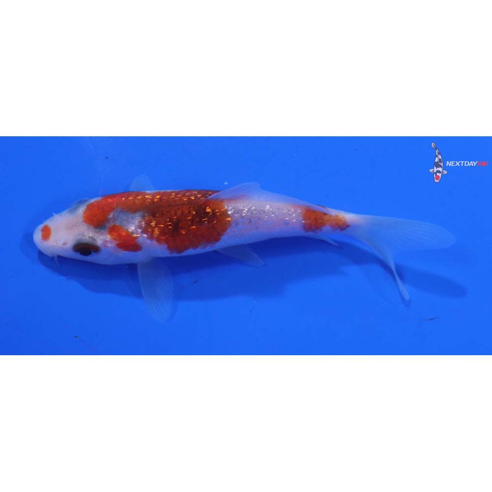 3.5” Imported Gin Rin Goromo