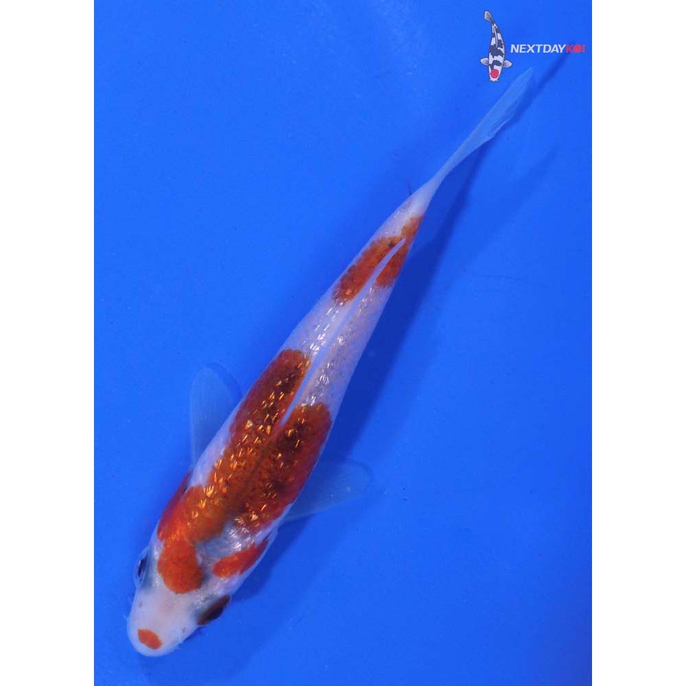 3.5” Imported Gin Rin Goromo