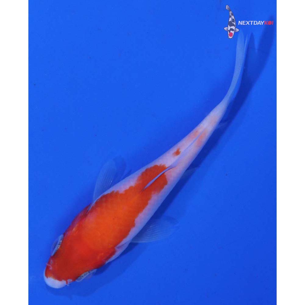 3” Imported Kohaku