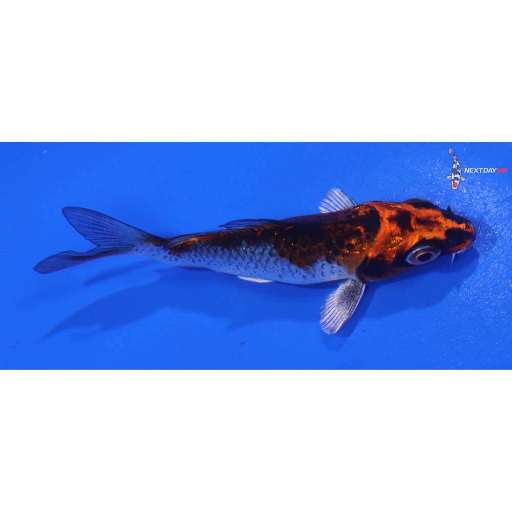 3.5” Imported Kujaku