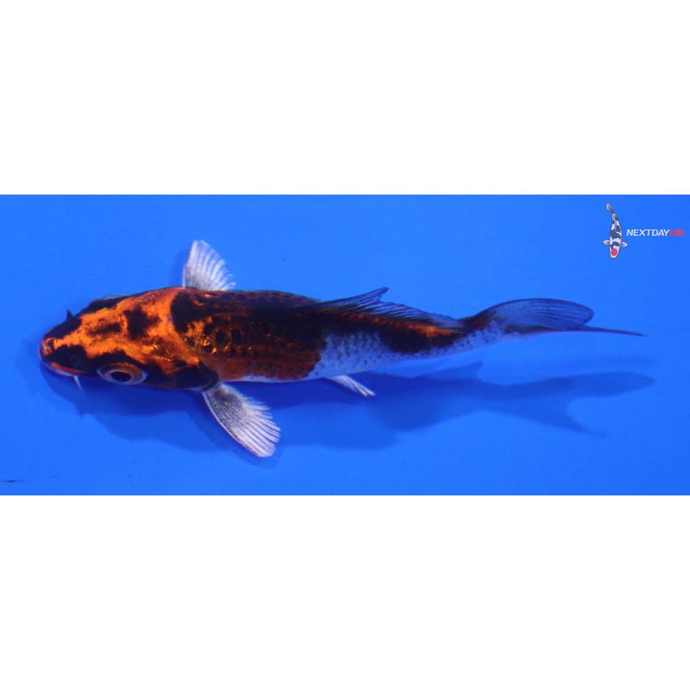 3.5” Imported Kujaku