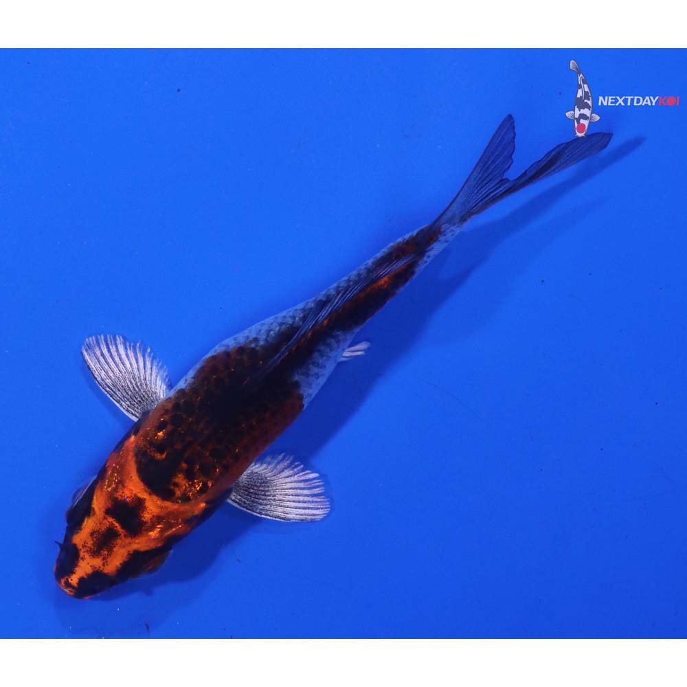 3.5” Imported Kujaku
