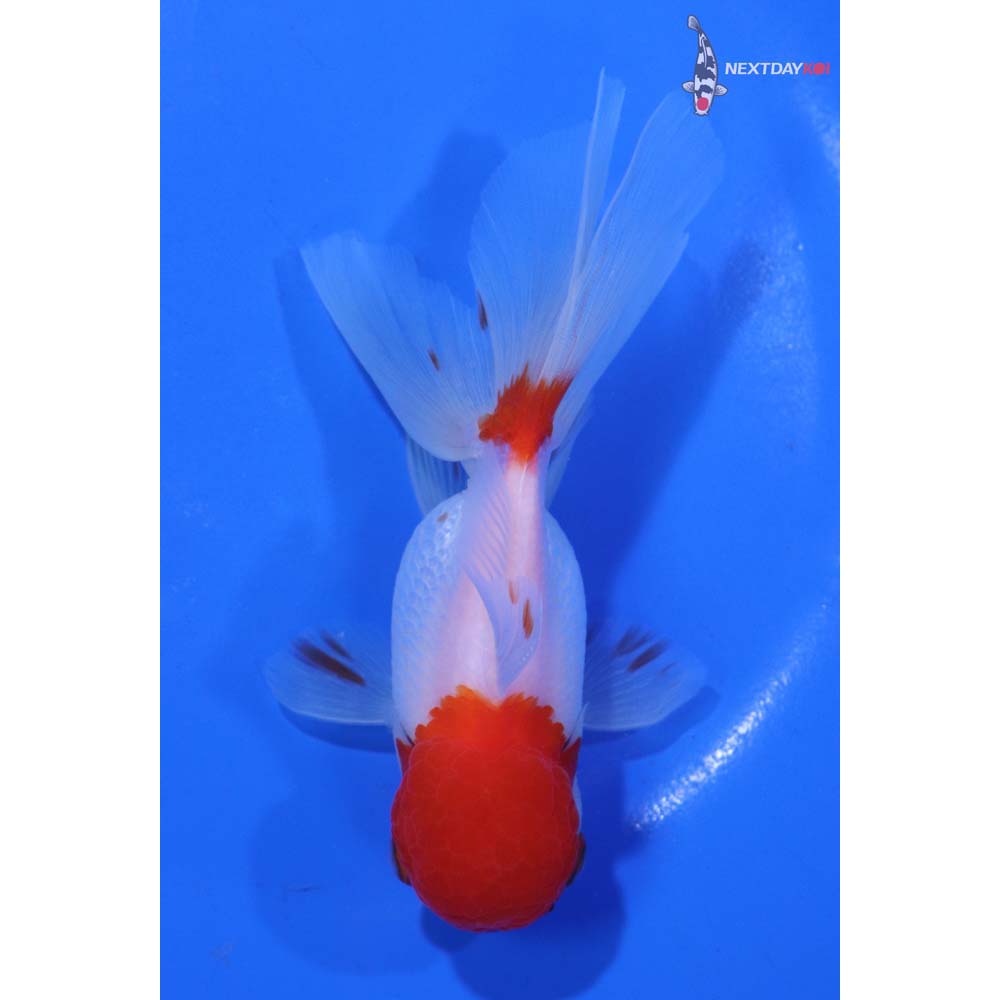 4.5” Imported Red and White Oranda